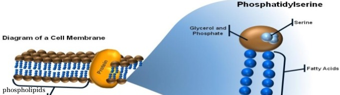 Do you really know Phosphatidylserine?cid=4