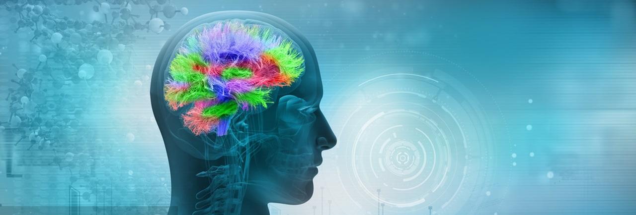From Lab to Market: The Commercialization Path of Next-Generation Brain Health Ingredients